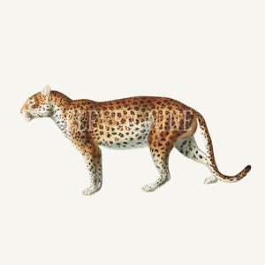 May include: A detailed illustration of a leopard with a tan and brown coat with black spots. The leopard is walking with its head turned to the left. The background is white.