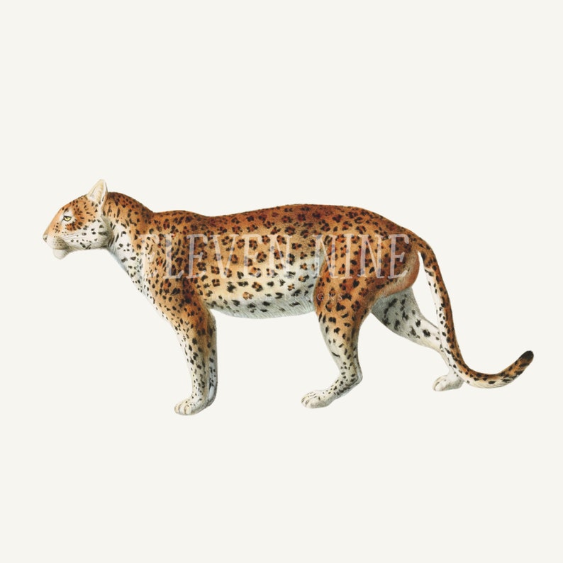 May include: A detailed illustration of a leopard with a tan and brown coat with black spots. The leopard is walking with its head turned to the left. The background is white.