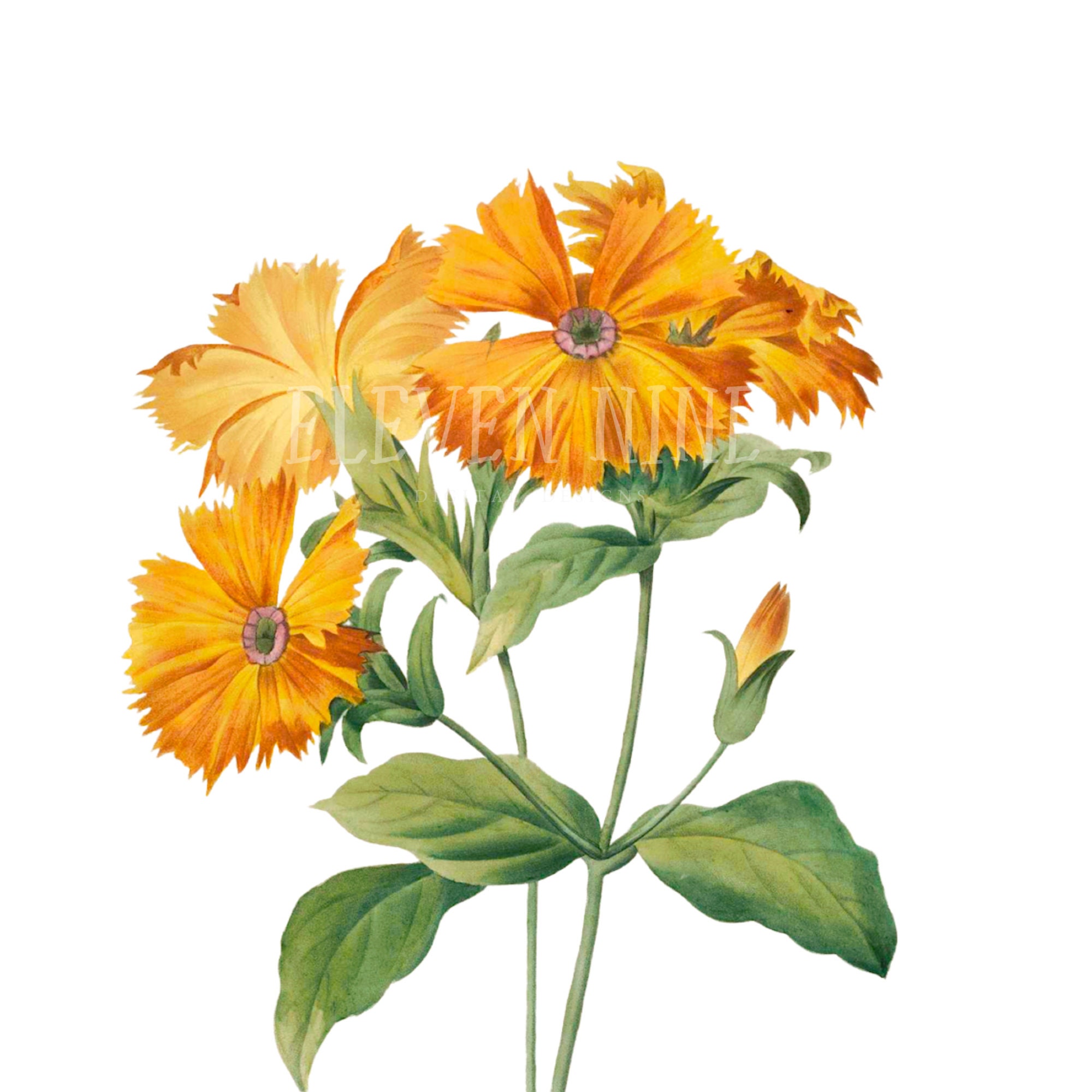 Orange Flower Clip Art, Ragged Robin Orange Flowers Digital Download, Vintage Botanical Illustration Print, Orange Flower PNG JPG
