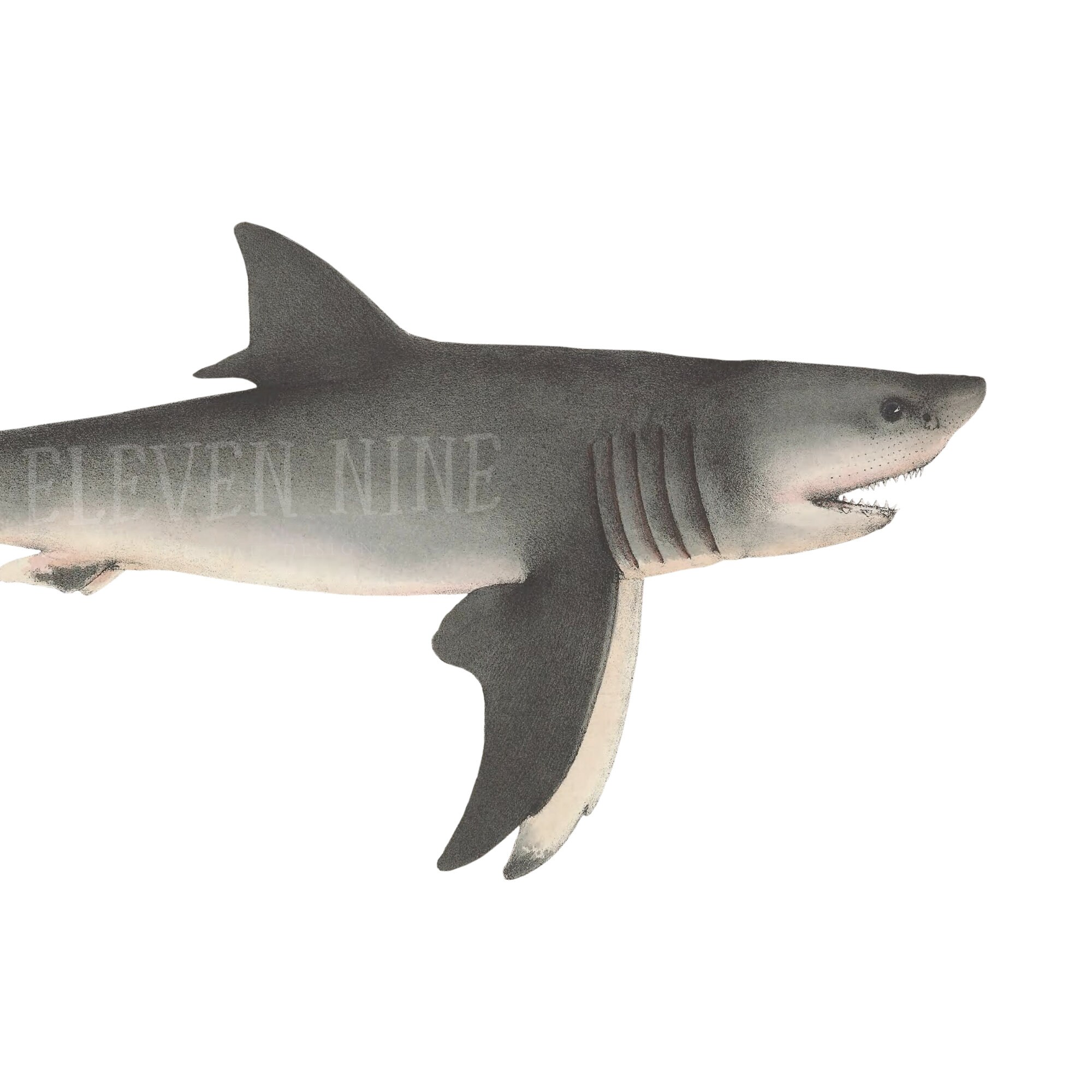 Great White Shark Clipart
