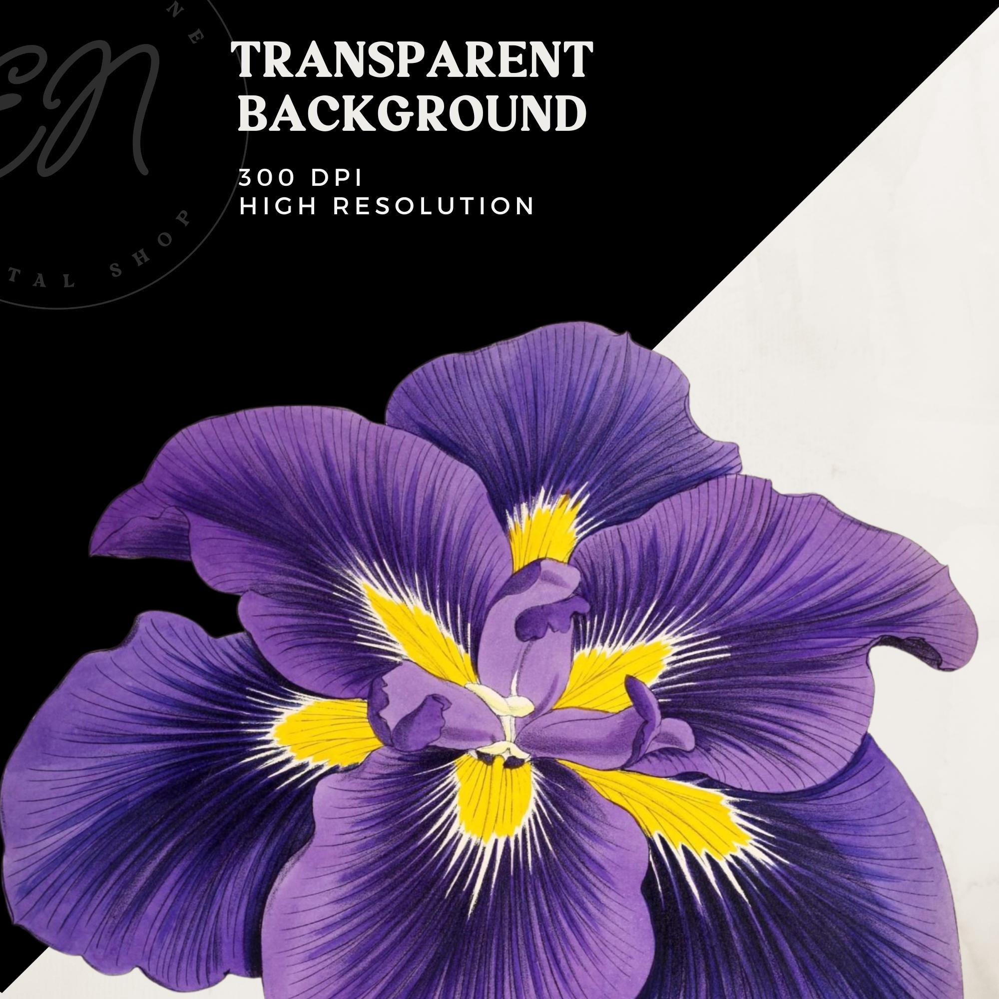 アイリスの花のクリップアート、日本のアイリスの花、紫色の花の