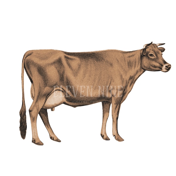 Cow Clipart, Cow Print, Dairy Cow Digital Download, Farmhouse Cow Clipart, Vintage cow Illustration, Brown Cow PNG JPG