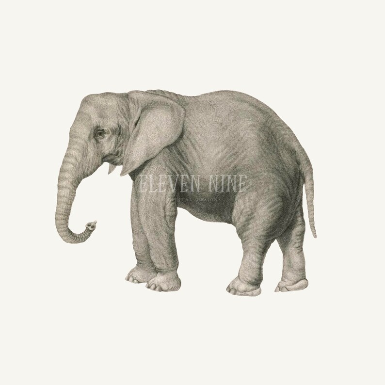 Pu&ograve; includere: Un'illustrazione in scala di grigi di un giovane elefante con la proboscide arrotolata. L'elefante &egrave; in piedi su uno sfondo bianco.
