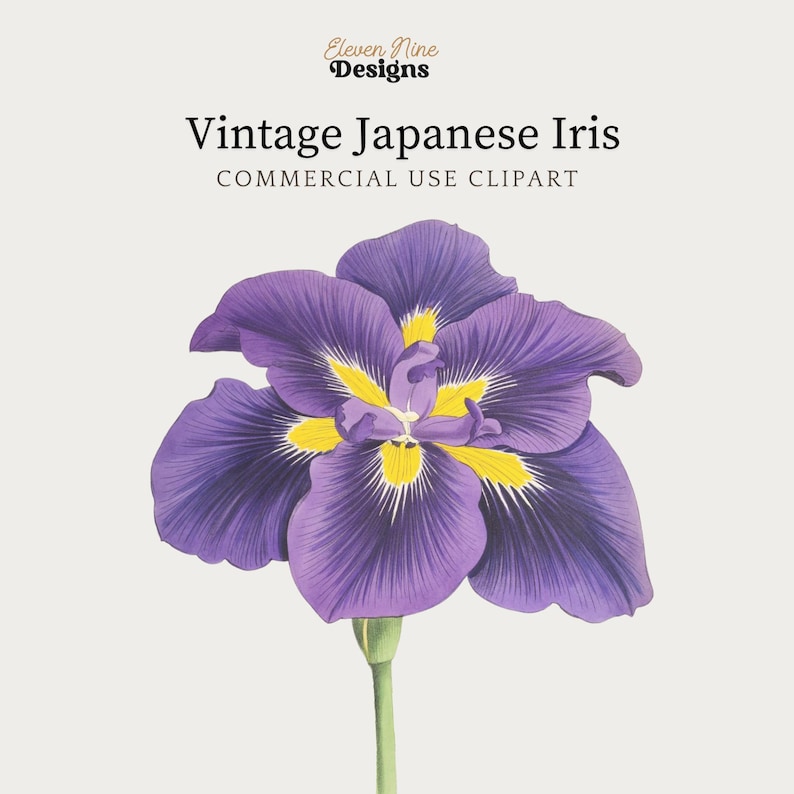 Iris Flower Clipart, Japanese Iris Flower, Purple Flower Digital Download, Vintage Botanical Illustration Print, Iris Purple Flower PNG image 1