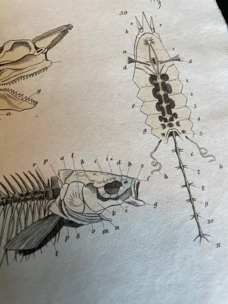 1829 Copper Engraving Dissection Zoology Hand Colored Color Print Book ...
