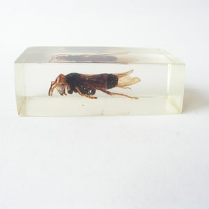 Insekten Probe kreatives Briefbeschwerer Sammlungs Geschenk Wespe 