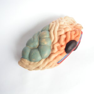 Anatomical medical model internal organs, Anatomical kidney intestine, Anatomical guts model,  Anatomy guts, Anatomy model