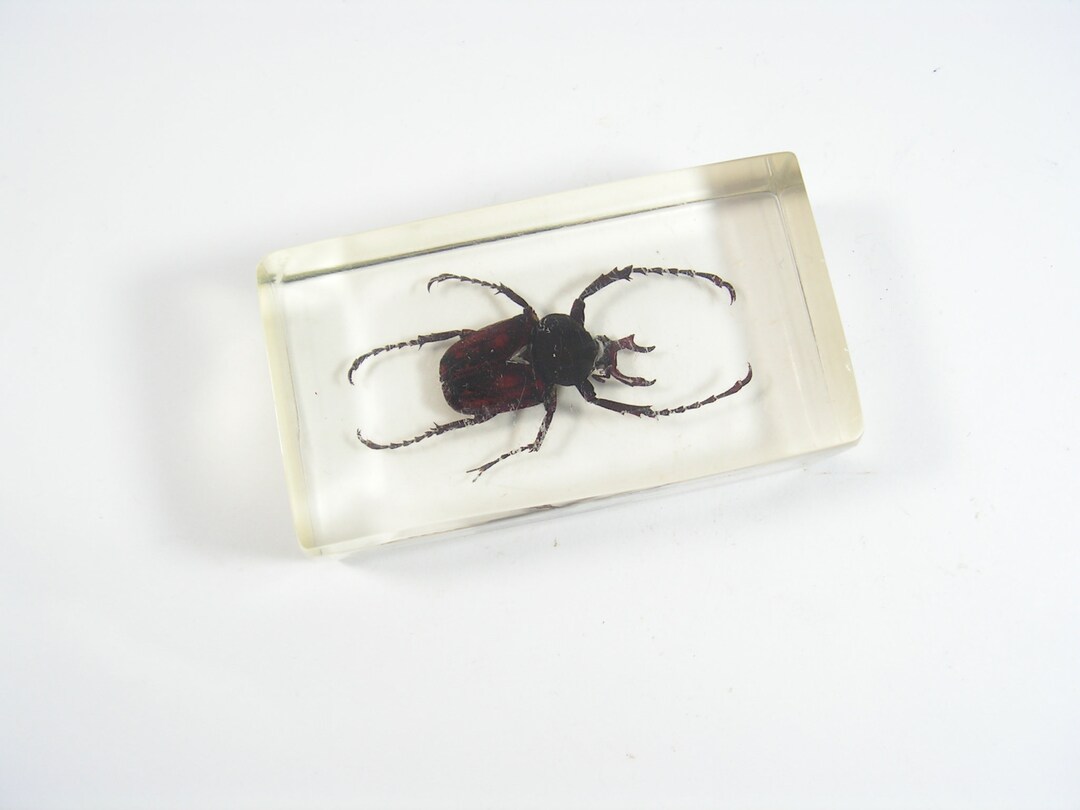 Vintage Real Stag Beetle, Beetle Paperweight, Beetle Trunk Resin ...