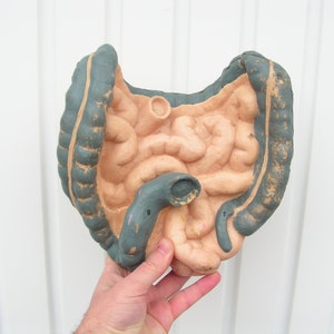 Anatomical medical model internal organs, Anatomical kidney intestine small intestines, Anatomical guts model,  Anatomy medical guts model