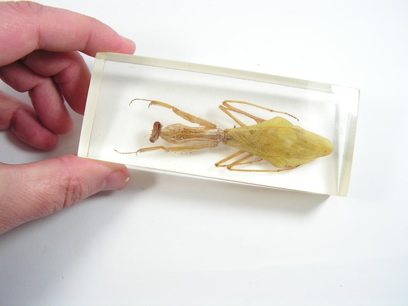 Insect Cast Vintage Real Praying Mantis, Praying Mantis Paperweight, Insect Cast in ...