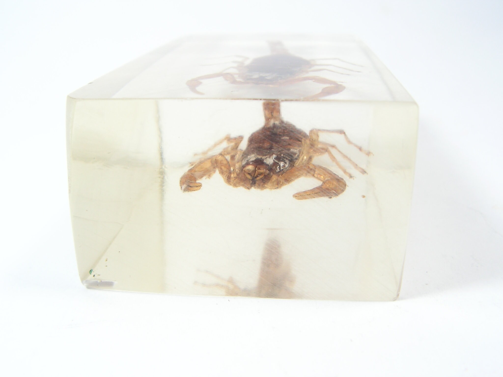 Vintage Real Scorpion, Scorpion Paperweight, Insects Cast in Clear