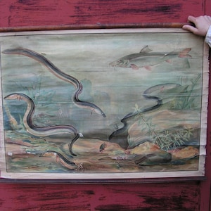 Mappa murale pesci di mare anguille Mappa vintage in difficoltà a scomparsa Poster pesce Mappa murale arrotolabile animali Grafico scolastico Grafico a scomparsa Mappa scolastica