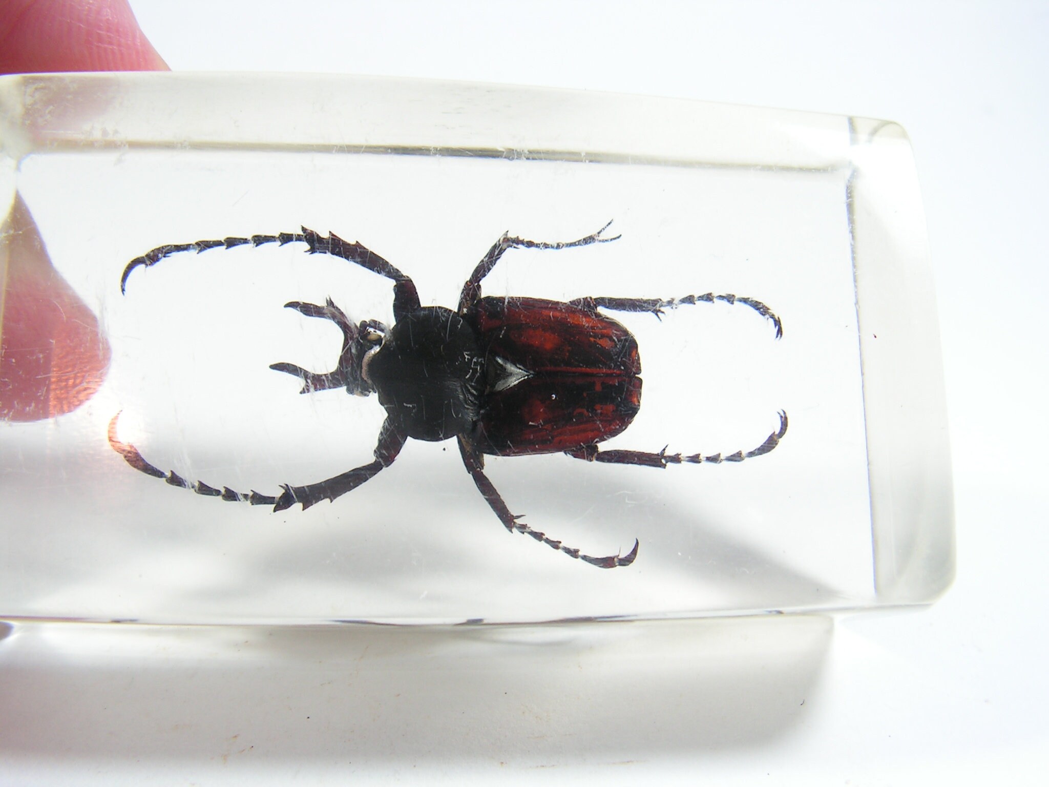 Insect Cast Vintage Real Stag Beetle, Beetle Paperweight, Beetle Trunk Resin ...