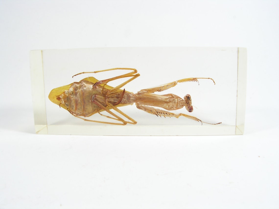Insect Cast Vintage Real Praying Mantis, Praying Mantis Paperweight, Insect Cast in ...