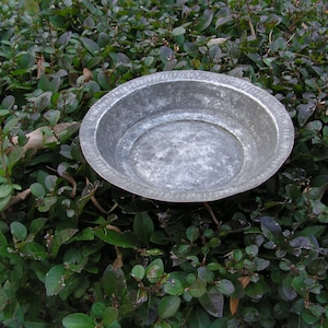 May include: A silver metal pie pan sits on a bed of green leafy plants.