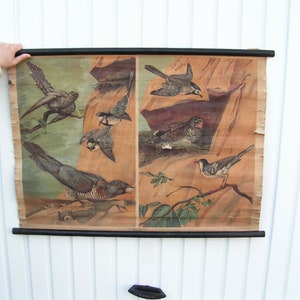 Tabella a parete uccelli canori Vintage angosciata tira giù mappa Poster uccelli Carta da parete arrotolabile animale Tabella scolastica Tabella a valle Mappa scolastica