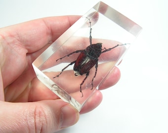 Insects in Lucite | Etsy