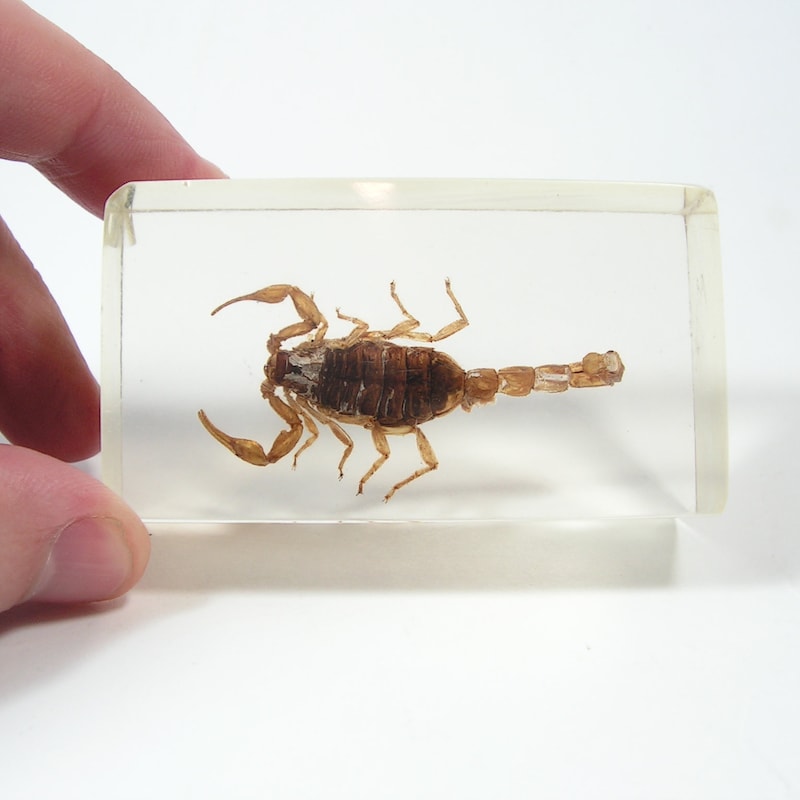 Insects in Lucite - Etsy