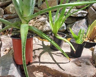 Aloe Plants