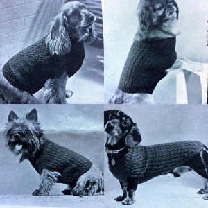 Könnte beinhalten: Vier Hunde tragen gestrickte Pullover. Die Pullover sind dunkelgrau. Die Hunde sind ein Cocker Spaniel, ein Dackel, ein Terrier und ein Pekinese.