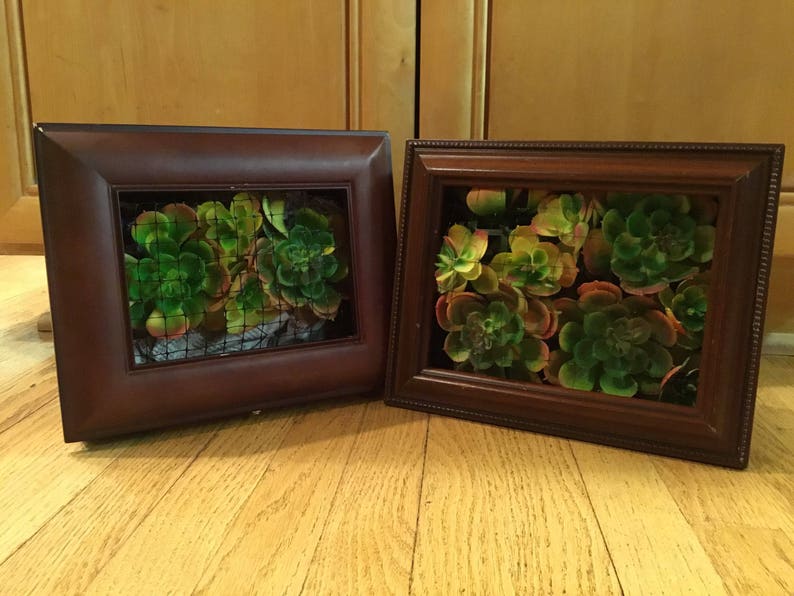 Cigar Boxsucculent Planterliving Wall Plantssucculent Image 0