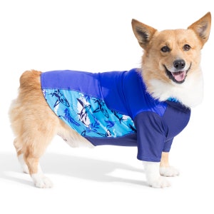 May include: A corgi dog wearing a blue and light blue shark-themed dog shirt with short sleeves.