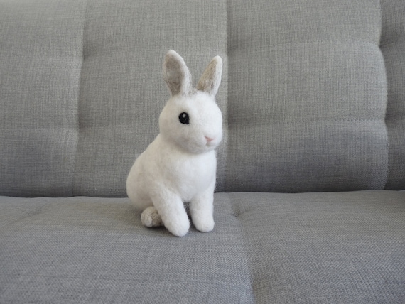 cute dwarf bunny