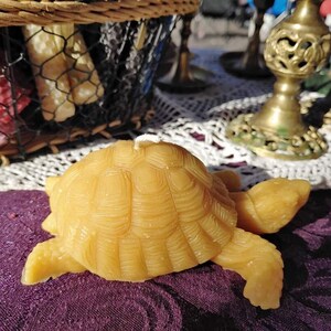 Coral&#39;s 100% Pure Beeswax Box Turtle Candle