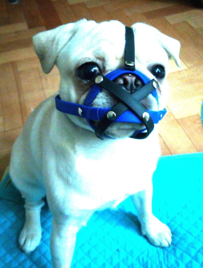 frenchie with a muzzle frenchie with a muzzle