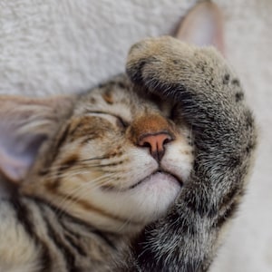 5 Cat digital phone wallpapers