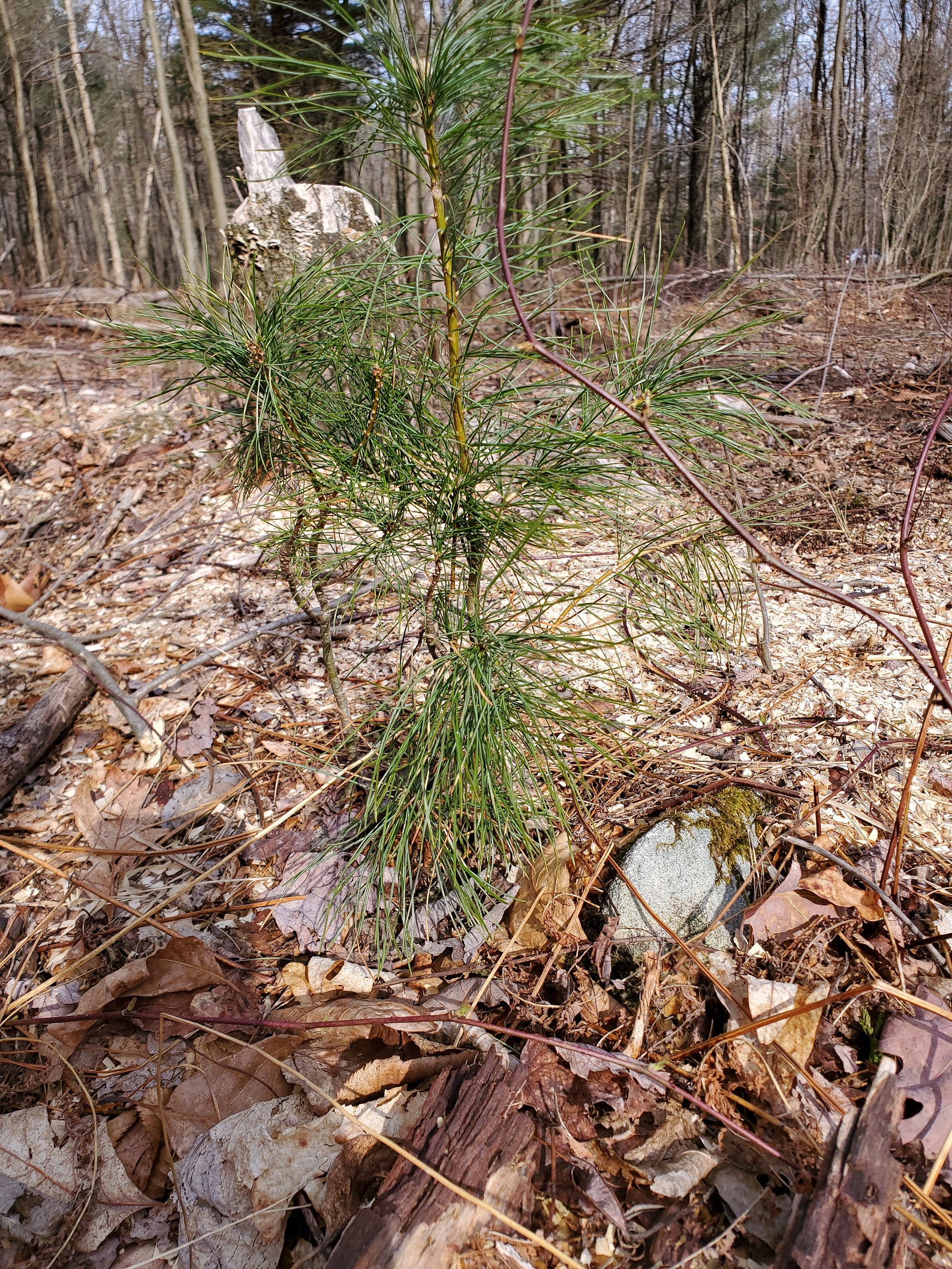 68 Eastern White Pine Saplings Etsy