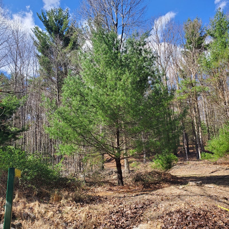 Eastern White Pine Tree - Etsy