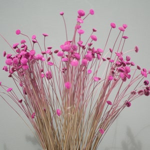 Può includere: Un mazzo di fiori secchi rosa con steli sottili. I fiori sono piccoli e rotondi, simili a piccoli pompon.