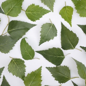 Puede incluir: Una colección de hojas verdes con bordes dentados, esparcidas sobre un fondo blanco. Las hojas están dispuestas en un patrón aleatorio, creando una estética natural y orgánica.