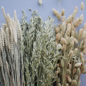 Mix of Dried Natural wheat stems Canary Grass and Oat Dried grass / Dried Flowers / Rustic Home Decor Oat stems image 3
