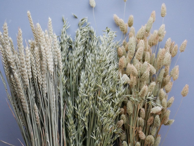 Mix of Dried Natural wheat stems Canary Grass and Oat Dried grass / Dried Flowers / Rustic Home Decor Oat stems image 3