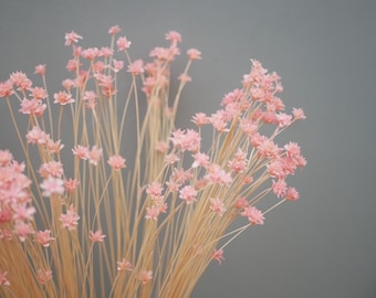 May include: A close-up of a bundle of dried pink flowers against a gray background. The flowers have small, delicate blooms and are attached to thin, beige stems. The arrangement is dense and creates a soft, textured appearance.