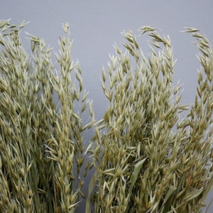 Mix of Dried Natural wheat stems Canary Grass and Oat Dried grass / Dried Flowers / Rustic Home Decor Oat stems image 5