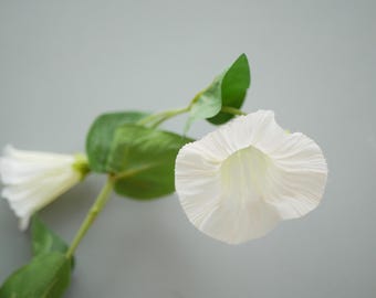 May include: A white, bell-shaped flower with ruffled edges and a long stem, accompanied by green leaves. The flower is in full bloom, showcasing its delicate texture and form. The stem and leaves are a vibrant green, contrasting with the white flower.