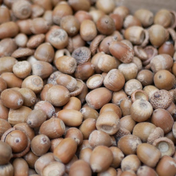 May include: A close-up of a collection of acorns. The acorns are in shades of brown, some with their caps. The image is well-lit, highlighting the texture and details of the acorns.