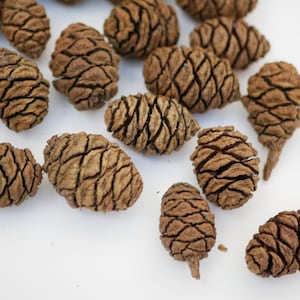May include: A collection of brown, cone-shaped pine cones with a textured surface. The cones are scattered on a white background.