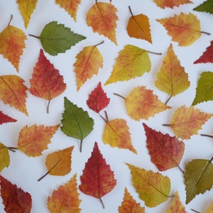 Può includere: Una collezione di foglie autunnali in varie tonalità di rosso, arancione, giallo e verde. Le foglie sono disposte a formare un motivo su uno sfondo bianco.