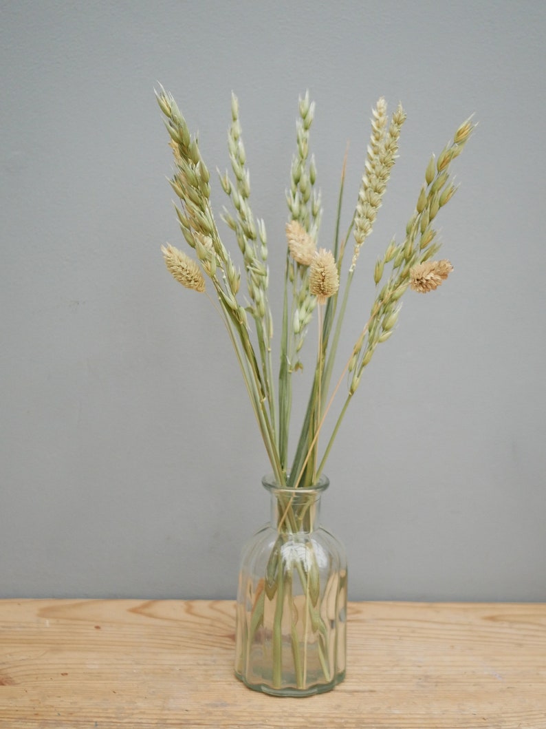 Mix of Dried Natural wheat stems Canary Grass and Oat Dried grass / Dried Flowers / Rustic Home Decor Oat stems image 7