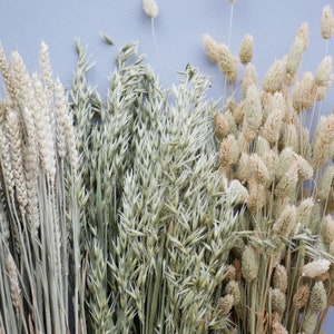Mix of Dried Natural wheat stems Canary Grass and Oat Dried grass / Dried Flowers / Rustic Home Decor Oat stems image 2