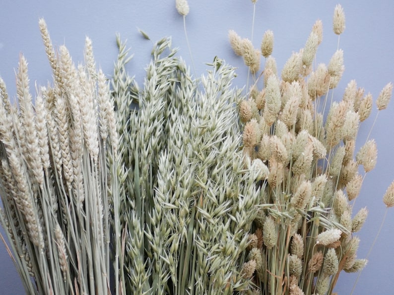 Mix of Dried Natural wheat stems Canary Grass and Oat Dried grass / Dried Flowers / Rustic Home Decor Oat stems image 2