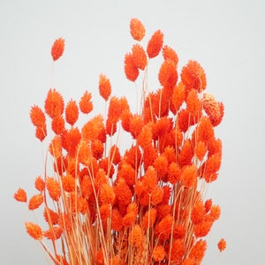 Phalaris naranja quemado / Hierba canaria / Hierba seca / Flores secas / Decoración otoñal / Decoración rústica para el hogar
