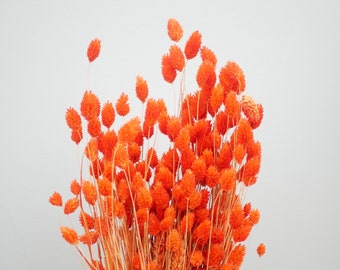 Puede incluir: Un ramo de flores secas de color naranja con tallos largos. Las flores están dispuestas en un ramo y sobre un fondo blanco.