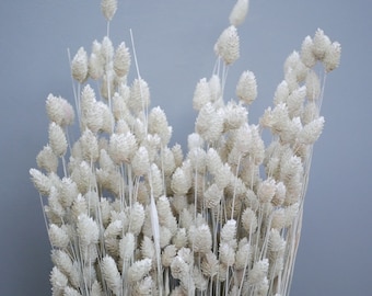 White phalaris / Canary Grass / Dried grass / Dried Flowers / Autumn decor/ Rustic Home Decor
