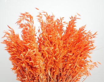 May include: A bunch of dried orange oat grass, also known as Avena fatua, with long, thin stems and feathery seed heads.