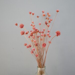 May include: A bouquet of dried pink flowers in a clear glass vase. The flowers have delicate, round blooms and long, thin stems.